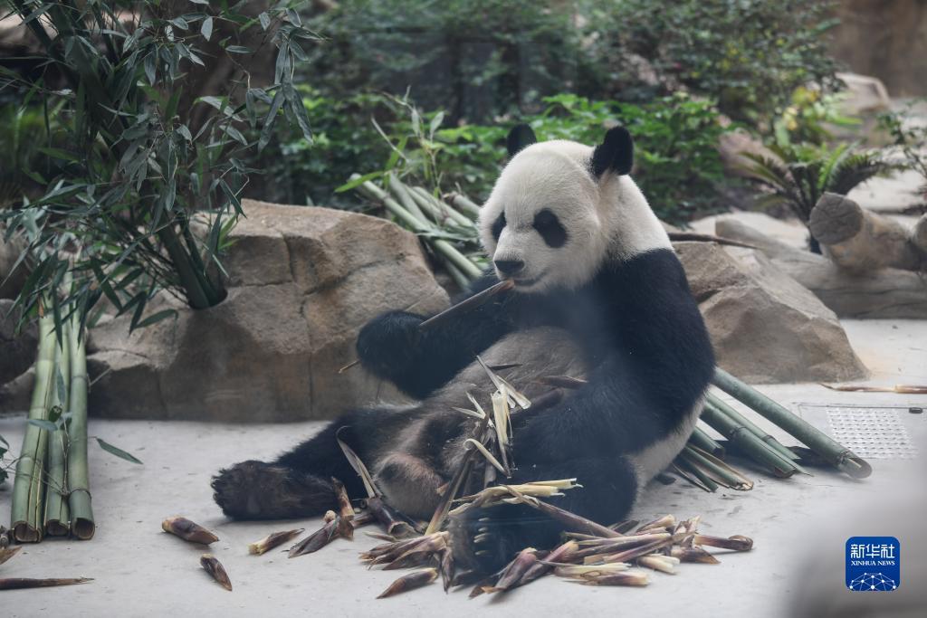 微信玛丽水果机